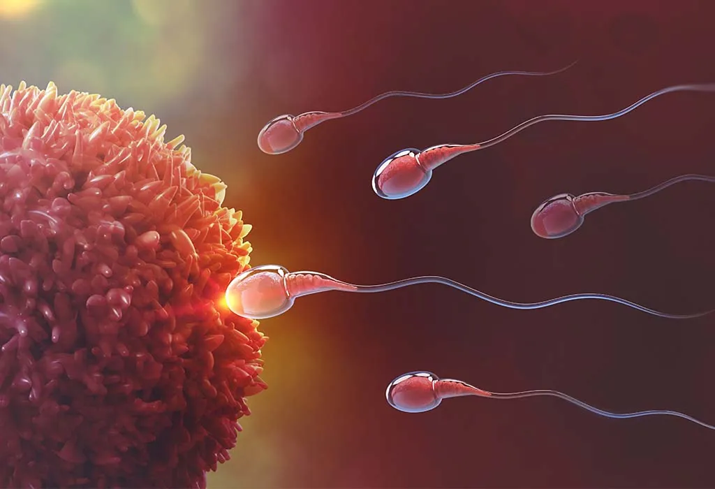 Role-of-Zygote-in-Fetal-Development