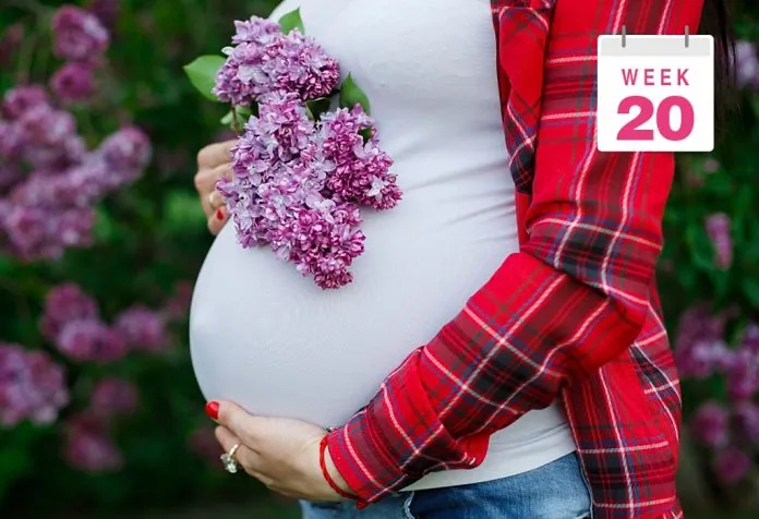 Pregnant Belly Pictures Week by Week : Week 20